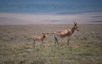 Natura in pericolo: Guida TV - TV Sorrisi e Canzoni