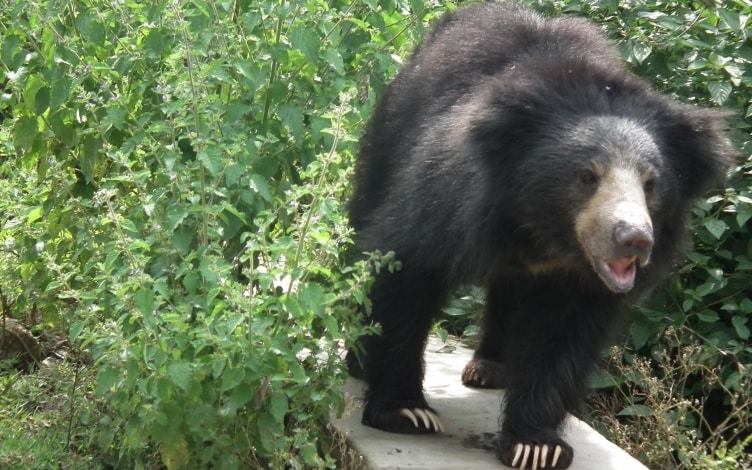 L'orso giocoliere: Guida TV - TV Sorrisi e Canzoni
