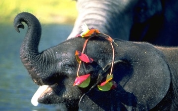 Bisbiglio, l'elefantino coraggioso: Guida TV  - TV Sorrisi e Canzoni