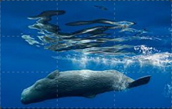 Le sentinelle della biodiversità: Guida TV - TV Sorrisi e Canzoni