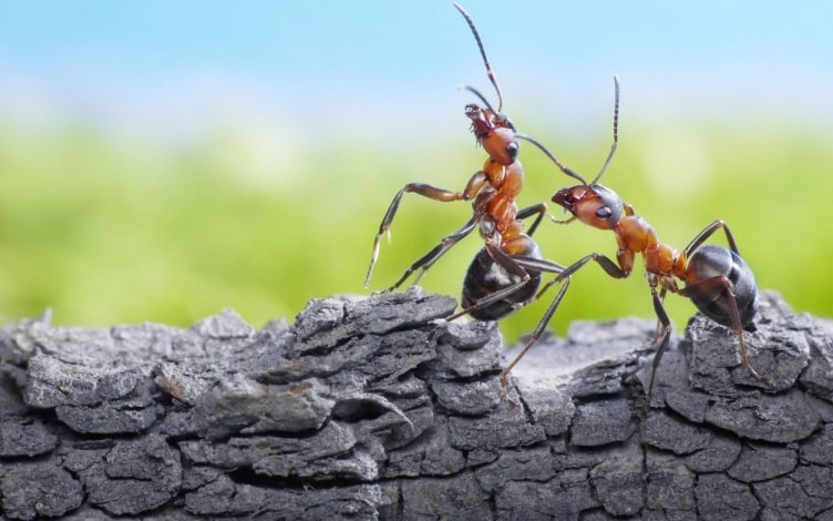 Ants! Vita segreta delle formiche: Guida TV - TV Sorrisi e Canzoni