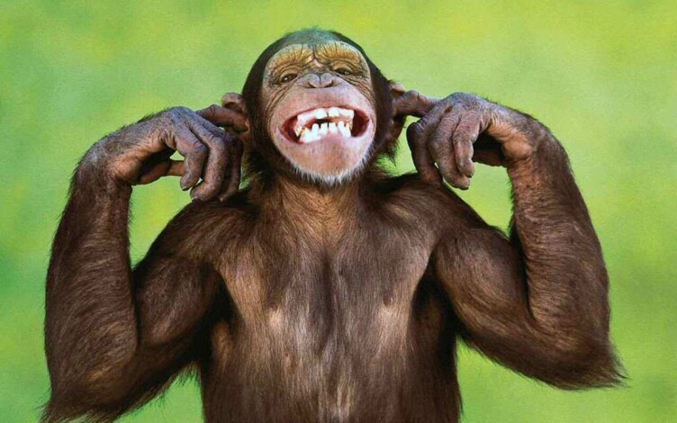 Sei più intelligente di un animale?: Guida TV - TV Sorrisi e Canzoni