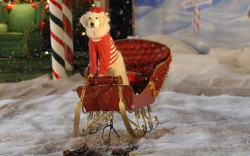 Supercuccioli a Natale: Guida TV - TV Sorrisi e Canzoni