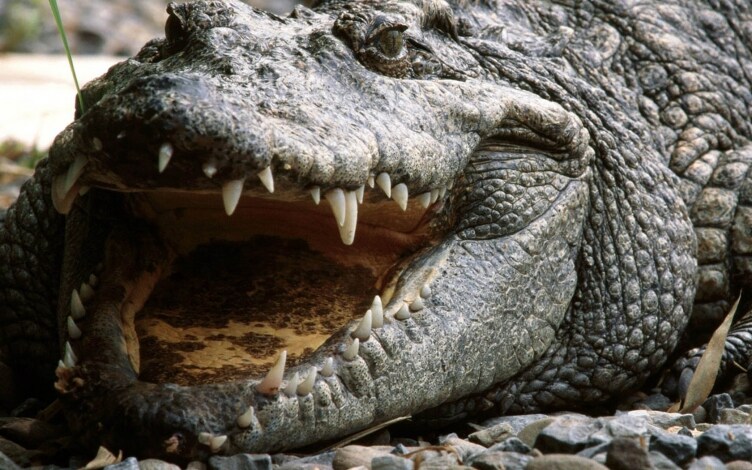 Mangiatori di uomini: il super coccodrillo: Guida TV - TV Sorrisi e Canzoni