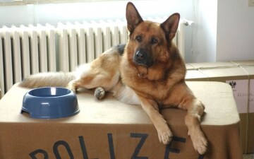 Il Commissario Rex: Guida TV - TV Sorrisi e Canzoni