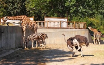 I guardiani dello zoo: Guida TV - TV Sorrisi e Canzoni