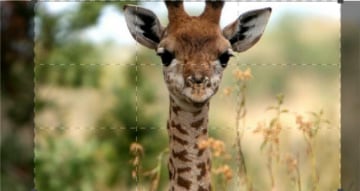 Beautiful Serengeti: Guida TV - TV Sorrisi e Canzoni