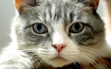 Desperate House Cats: Guida TV  - TV Sorrisi e Canzoni