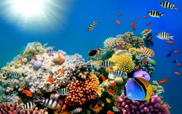 La Grande Barriera Corallina: Guida TV  - TV Sorrisi e Canzoni