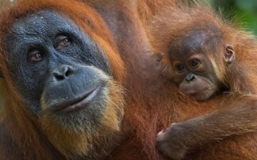 Nel regno degli oranghi: Guida TV  - TV Sorrisi e Canzoni