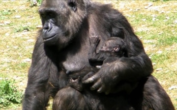 A lezione dai gorilla: Guida TV  - TV Sorrisi e Canzoni
