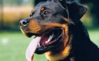 Episodio 2 - Rottweiler, Boston Terrier, Basset Hound, Shar Pei, San Bern