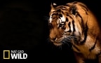 Episodio 2 - I predatori del Kruger