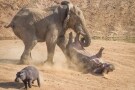 Episodio 6 - L'attacco degli elefanti