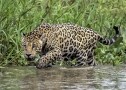 Episodio 3 - Il Giaguaro del Pantanal
