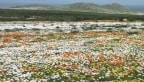 Episodio 9 - Namaqualand - Deserto in fiore
