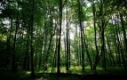 Episodio 17 - Adotta un bosco - I Magnifici 7