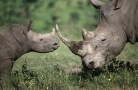 Episodio 1 - SOS rinoceronti