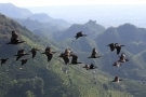 Episodio 6 - Il mistero della migrazione degli uccelli europei