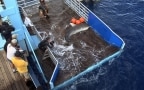 Episodio 4 - La riproduzione del grande squalo bianco