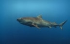 Episodio 1 - Sulle tracce dello squalo tigre