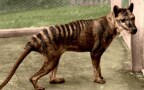 Episodio 8 - La Tigre della Tasmania