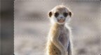 Episodio 6 - Macachi