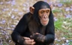 Episodio 10 - Scimpanzé: lotta per la vita