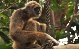 Episodio 4 - Gibboni: di nuovo in pista