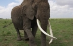 Episodio 7 - Echo e gli elefanti di Amboseli