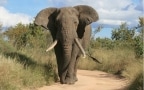 Episodio 1 - Elefanti