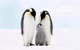 Episodio 1 - Penguin Safari