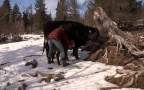 Episodio 15 - L'orso bruno