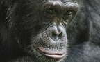 Episodio 2 - Scimpanzè: dinastie in guerra