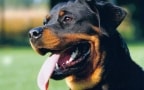 Episodio 6 - Bloodhound, Yorkshire Terrier, Alano, Shih Tzu, Rhodesian Ri