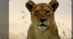 Episodio 2 - Leone