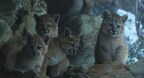 Episodio 3 - Puma