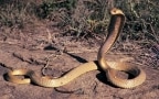 Episodio 4 - I misteriosi serpenti dell'Amazzonia