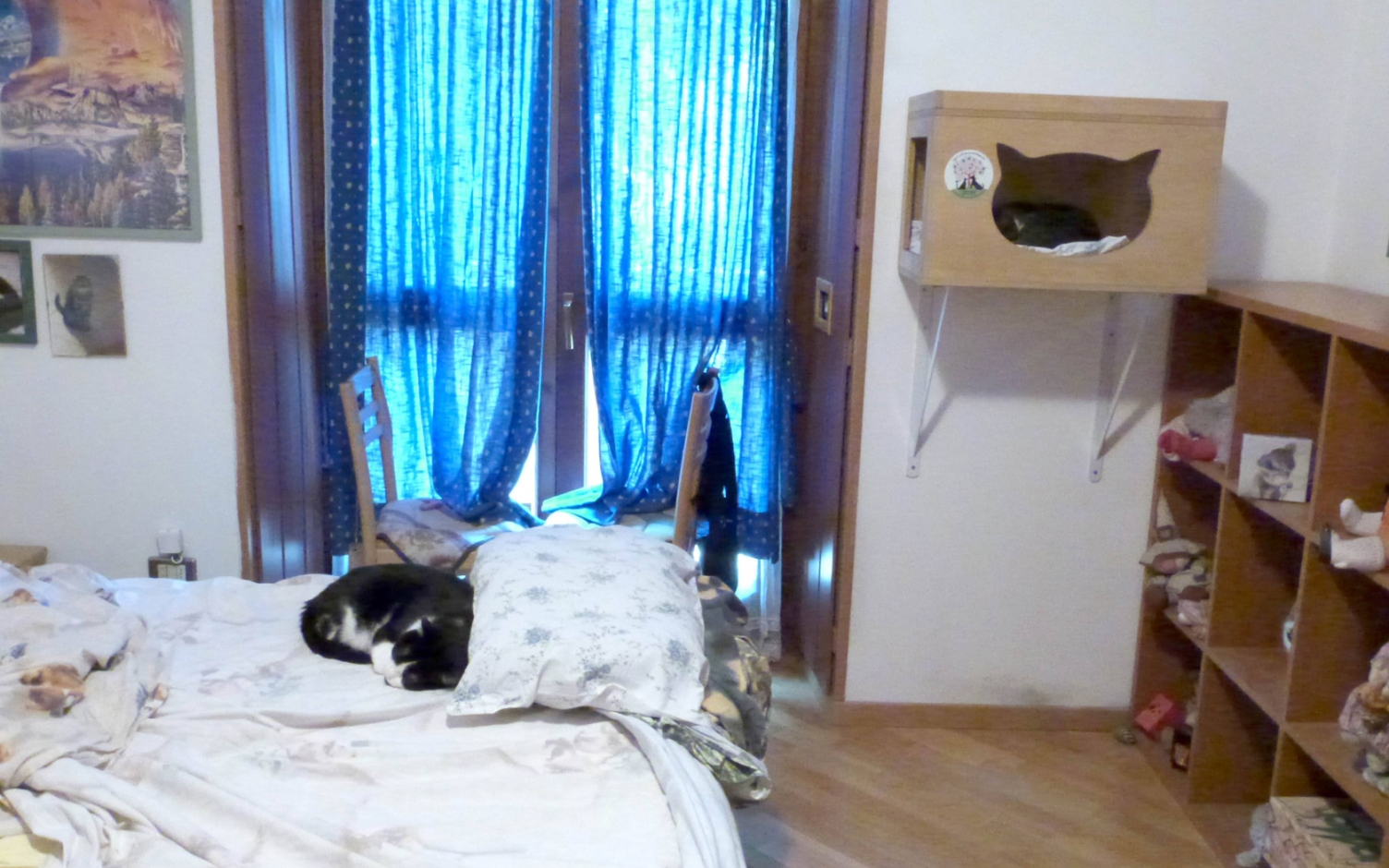 Il mio gatto è indemoniato: Guida TV - TV Sorrisi e Canzoni