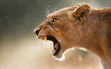 Sulle tracce del puma: Guida TV  - TV Sorrisi e Canzoni