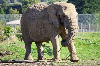 Safari Park Adventure 3D: Guida TV  - TV Sorrisi e Canzoni