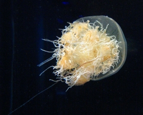 L'invasione delle meduse giganti: Guida TV  - TV Sorrisi e Canzoni