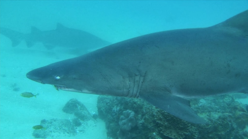 Sharks 3D: Guida TV  - TV Sorrisi e Canzoni