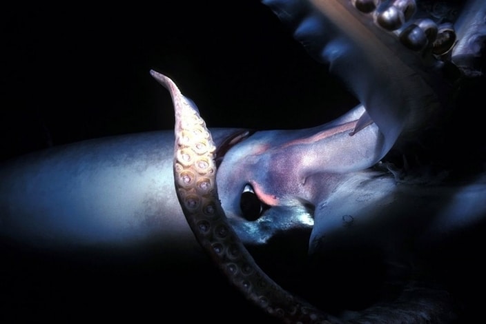 Il mistero del calamaro gigante: Guida TV  - TV Sorrisi e Canzoni