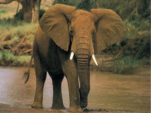 Meraviglie della natura: Guida TV  - TV Sorrisi e Canzoni