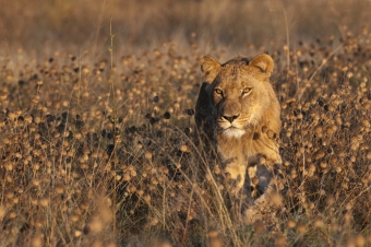 Africa: i grandi predatori: Guida TV  - TV Sorrisi e Canzoni