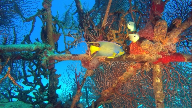 Ocean Wonderland 3D: Guida TV  - TV Sorrisi e Canzoni
