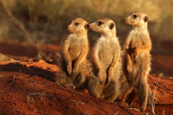 Il mondo segreto dei suricata: Guida TV  - TV Sorrisi e Canzoni