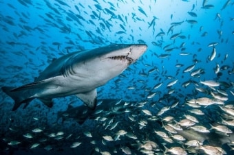 Shark - Il Grande Predatore: Guida TV  - TV Sorrisi e Canzoni