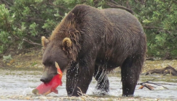 Il mondo dei Grizzly: Guida TV  - TV Sorrisi e Canzoni